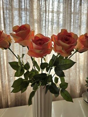 orange rose, nr.8
